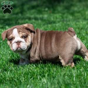 Marina Mocha, English Bulldog Puppy